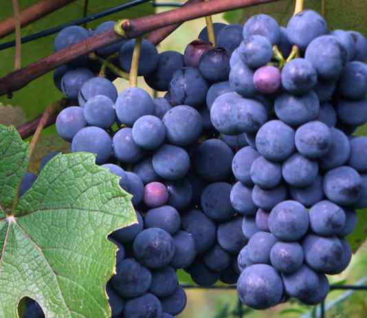 Fragolino…un caso europeo.