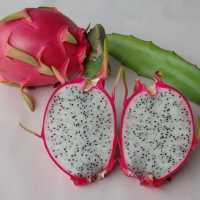 Pitaya