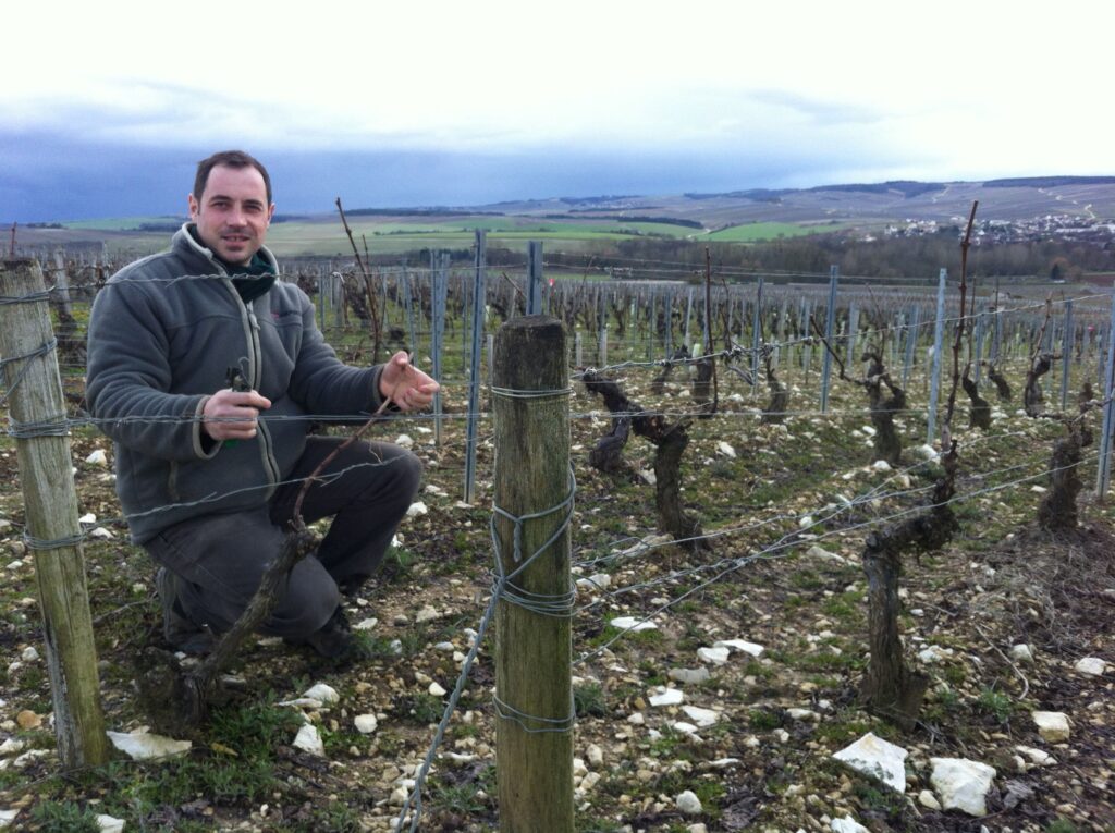 Domaine Christophe Chablis - vigne di Chardonnay