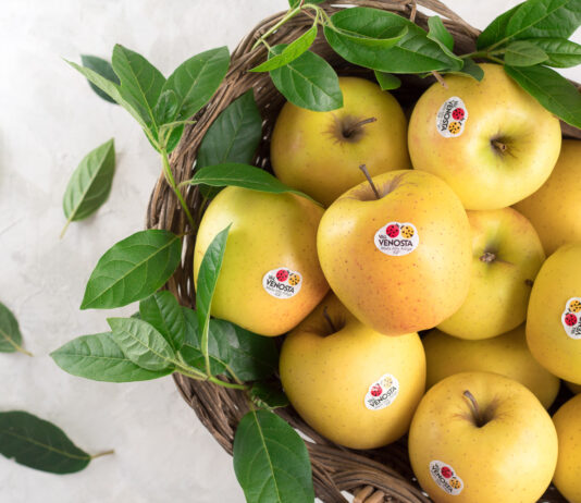 Golden Delicious Val Venosta, la mela baciata dal sole della Valle
