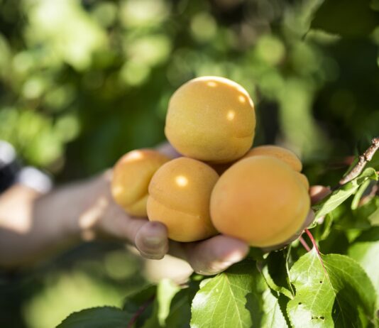 Albicocche Val Venosta, morbide coccole estive.