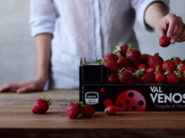 Fragole Val Venosta, missione dolcezza. Disponibili da fine giugno
