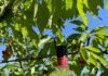 Gin Tabar Ciliegia di Vignola IGP: Casoni inaugura la produzione 2026 con un evento esperienziale nei campi di Vignola