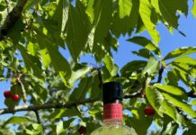 Gin Tabar Ciliegia di Vignola IGP: Casoni inaugura la produzione 2026 con un evento esperienziale nei campi di Vignola