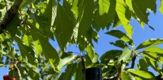 Gin Tabar Ciliegia di Vignola IGP: Casoni inaugura la produzione 2026 con un evento esperienziale nei campi di Vignola