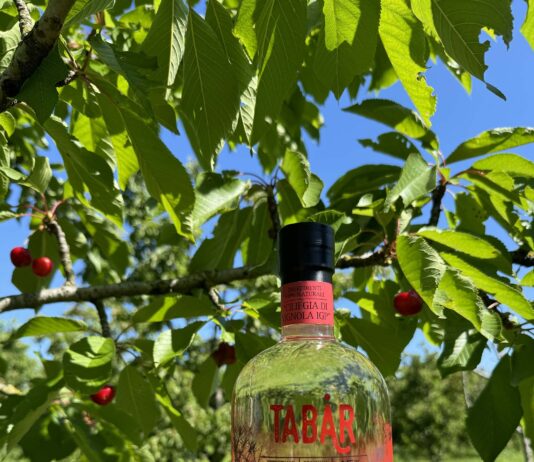 Gin Tabar Ciliegia di Vignola IGP: Casoni inaugura la produzione 2026 con un evento esperienziale nei campi di Vignola